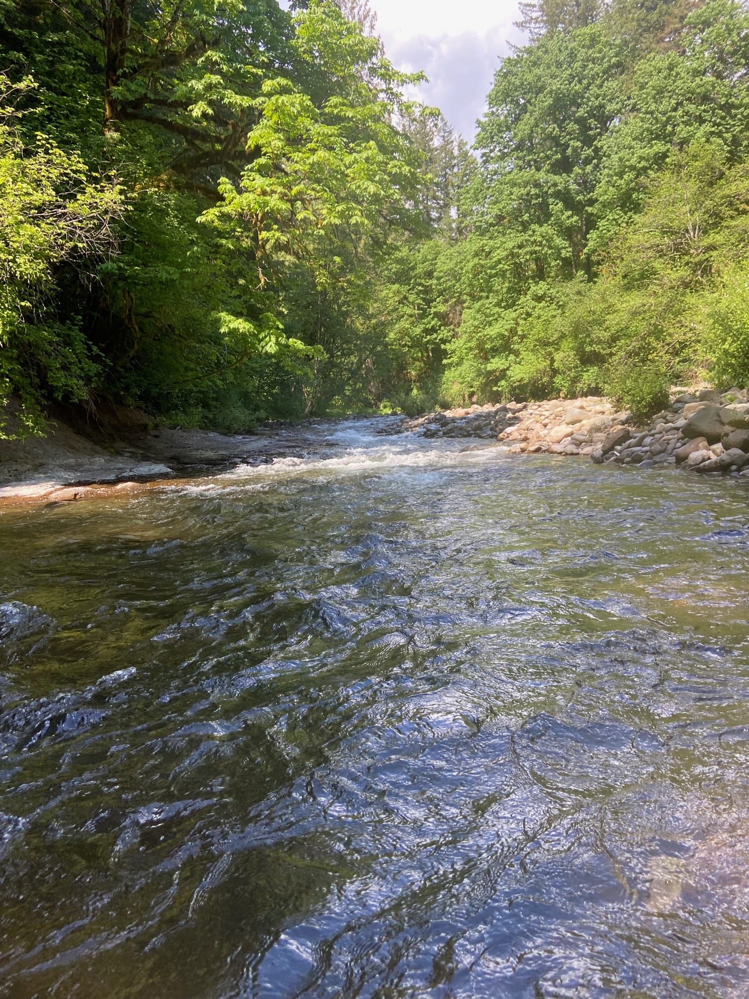 North fork looking up river towards Lagrange pointe