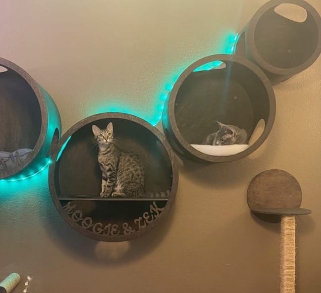 cat wall with moogie