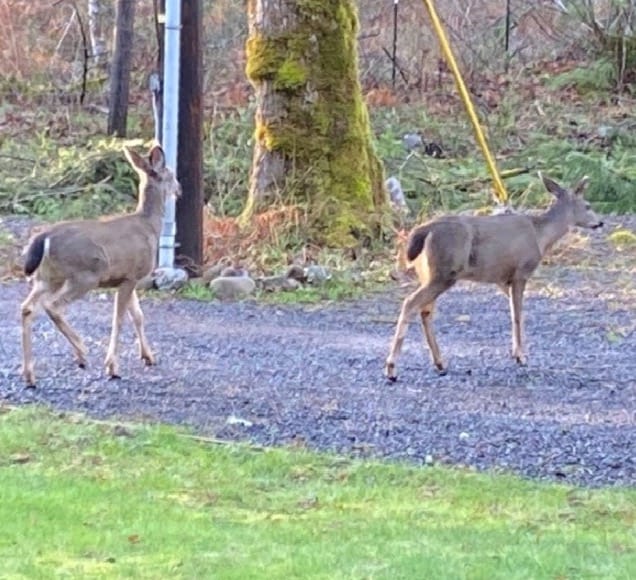 deer at the pointe